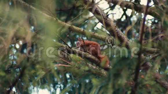 红松鼠坐在杉树上吃食物视频的预览图