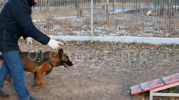 一只训练有素的德国牧羊犬在看台上走来走去视频的预览图