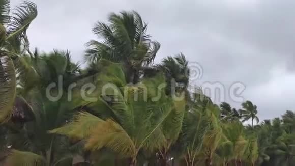 棕榈树有风雨视频的预览图