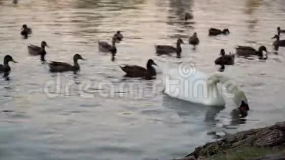 天鹅和鸭子在河上视频的预览图