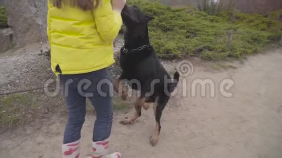 大黑狗站在后腿上要求吃零食一位穿着黄色外套的年轻白种人美女视频的预览图