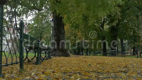 公园里的秋雨视频的预览图