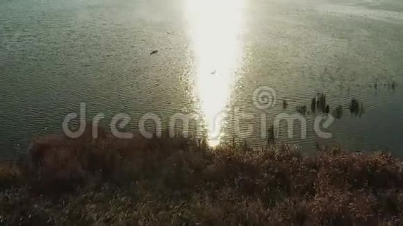 白俄罗斯鹭鸟在湖上飞翔阳光明媚的秋日空中景观美丽的欧洲自然景观视频的预览图