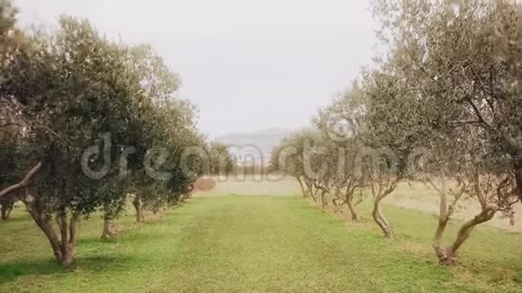 橄榄树枝与绿色橄榄视频的预览图