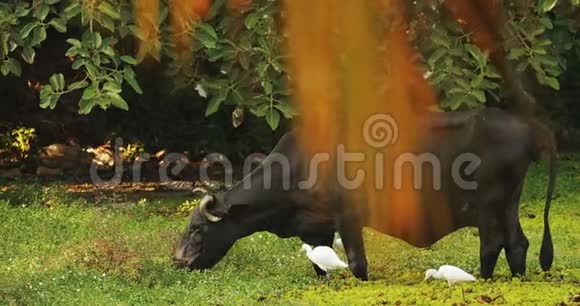 印度果阿小白羊在沼泽里散步视频的预览图