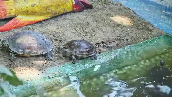 两只海龟在游泳池旁边的灰沙上的特写全景视频的预览图