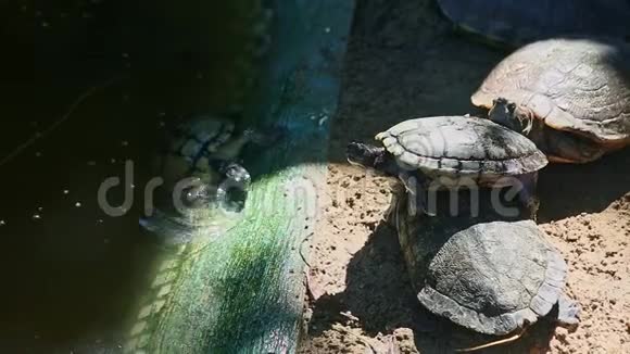 在绿池旁休息的一小群海龟的特写全景视频的预览图