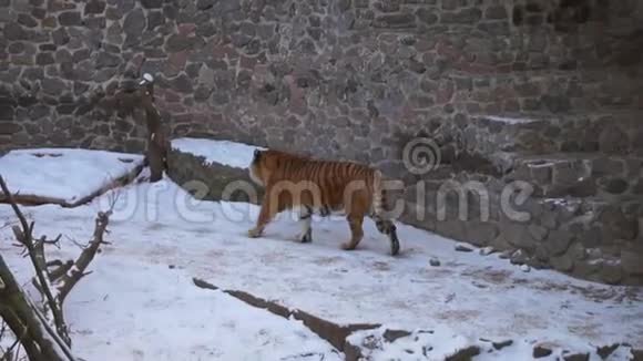 一只老虎穿过一个动物园里覆盖着雪的鸟舍视频的预览图