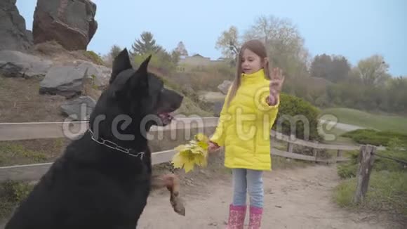 大黑杜宾在秋天公园里把爪子给他的主人穿着黄色外套的漂亮白人女孩向她挥手视频的预览图