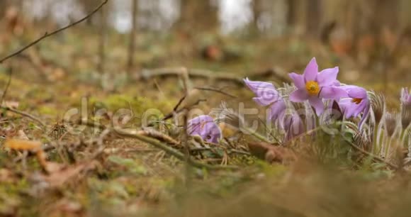 美丽的野春花花毛科开花开花植物原产欧洲视频的预览图