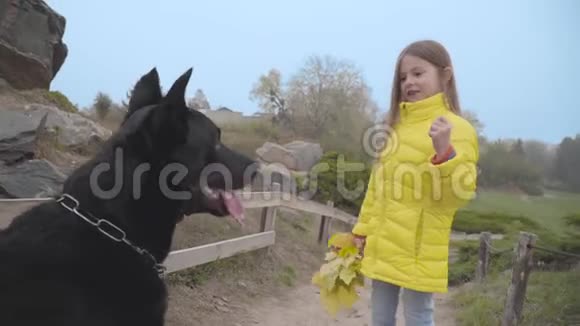 穿着黄色外套的小白种人女孩给她的黑人杜宾吃零食一条大狗站在后腿上要求视频的预览图