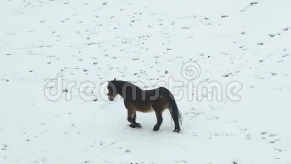 加泰罗尼亚的一匹比利牛斯山脉的马在一片雪域视频的预览图