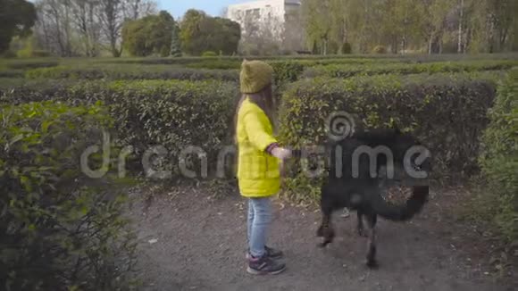 可爱的白种人小女孩穿着休闲装在绿色灌木丛中和黑狗玩耍美丽的忠实信徒视频的预览图
