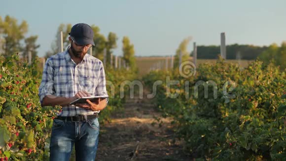 农夫在一片长满树莓的田地里用平板电脑工作视频的预览图