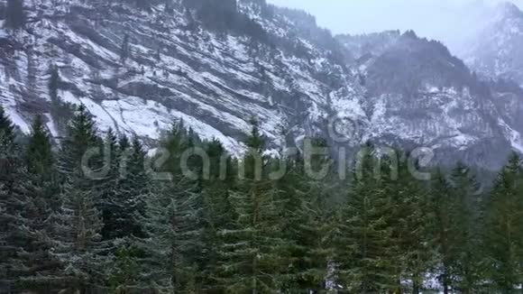 冬天飞越冷杉林白雪覆盖的树木视频的预览图