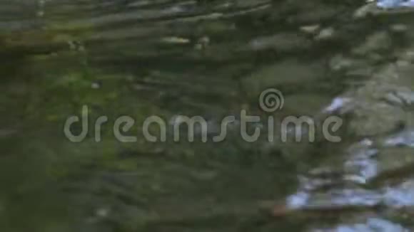 水流在小溪里小溪里的小瀑布河水里的水很快视频的预览图