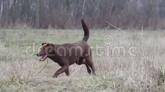 雪天美丽的狗跑过田野视频的预览图