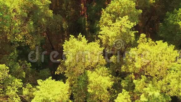 绿色森林景观鸟瞰图夏季晚的顶景针叶林自然背景视频的预览图