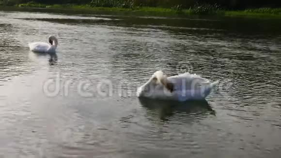 水中的两只天鹅净化自己喝水视频的预览图