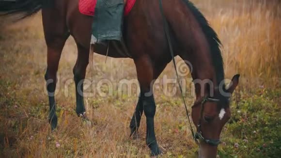 一匹姜马正在田里吃草视频的预览图