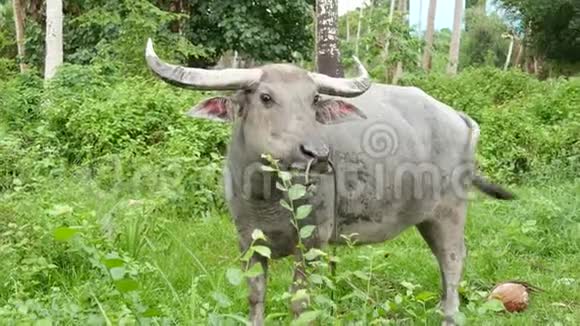 水牛矗立在绿色植被中在泰国的绿色植物中大型的灰色公牛保持良好的放牧典型典型视频的预览图