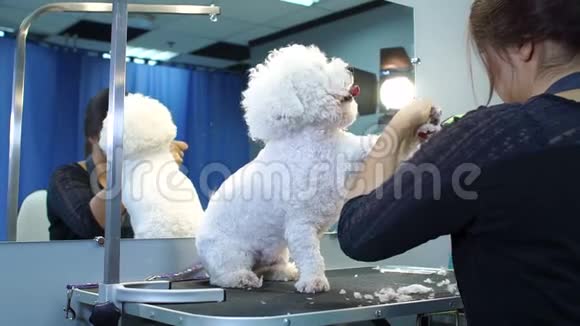 女人用机械剪刀从毛茸茸的白色狗爪上剪头发视频的预览图