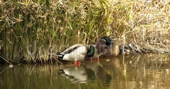鸭子挂在平静的湖边视频的预览图