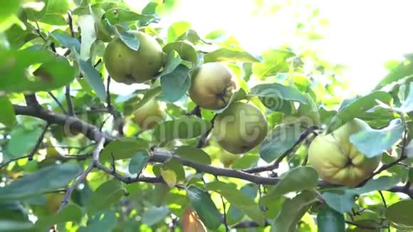 乡村花园里的果子视频的预览图