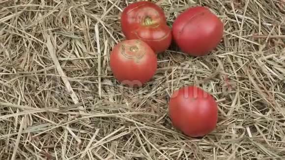 在干草上收获有机番茄视频的预览图