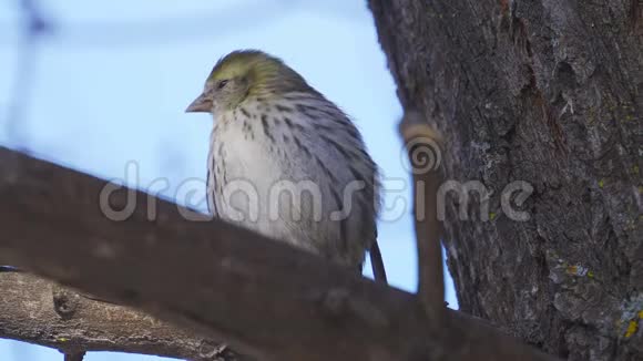 鸟欧亚的SiskinSpinus尖刺坐在树枝上休息视频的预览图