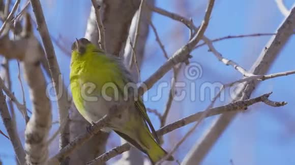 鸟欧亚的SiskinSpinus尖刺坐在树枝上休息视频的预览图