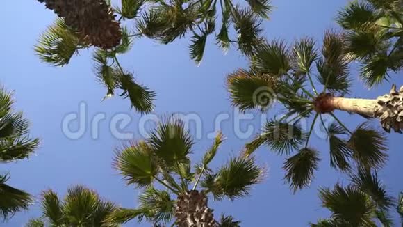 仰望棕榈树旋转360度万向节热带暑假离线视频的预览图