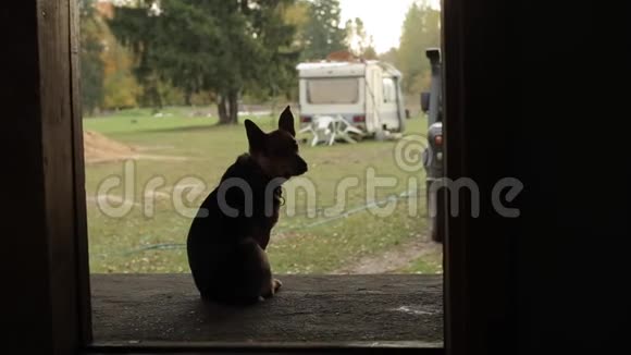 狗轮廓的背面狗正坐在村子里等主人视频的预览图