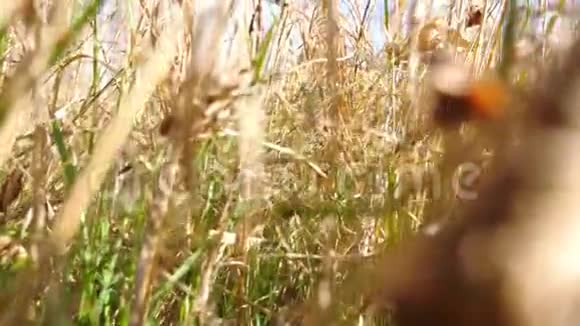 高干草林草坪的风景明亮温暖的阳光照亮了草地色彩斑斓的自然背景视频的预览图