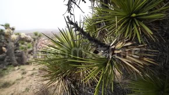 沙漠中的仙人掌树视频的预览图
