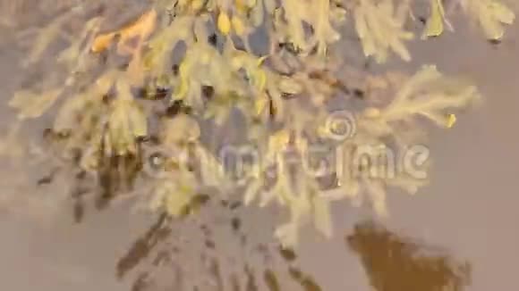 白海中的海藻视频的预览图