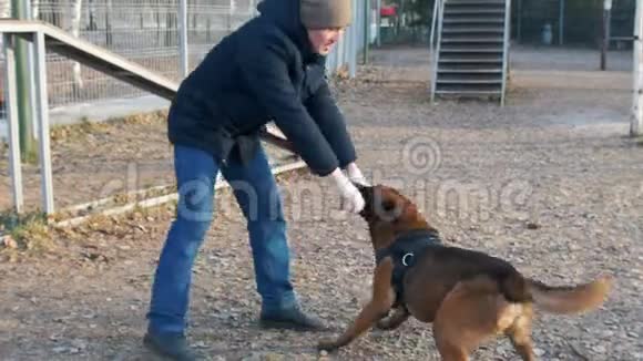 一只受过训练的德国牧羊犬用牙齿把棍子握在驯兽师手中视频的预览图
