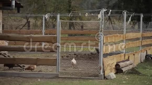 鸡在笔下行走啄食谷物小鸡在农场的围场里散步视频的预览图