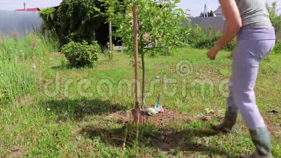 春天女园丁用铁锹在一棵小树上挖土她戴着手套和橡胶靴视频的预览图