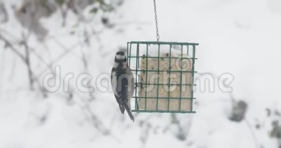 唐氏啄木鸟在暴风雪的情况下从喂食器上吃鱼视频的预览图