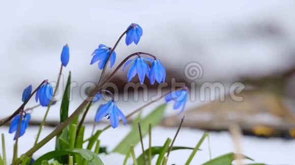 春天在雪中盛开的蓝铃花视频的预览图