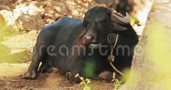 印度果阿水牛躺在院子里休息视频的预览图