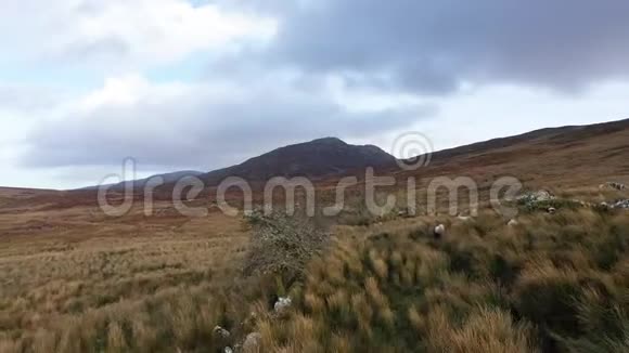 从蓝色叠叠的山脉飞向爱尔兰的多戈尔的卡纳温视频的预览图