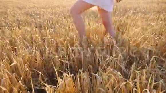 穿着白色连衣裙的女人修长的双腿穿过黄色的麦田女性的脚踩在大麦的茎上视频的预览图