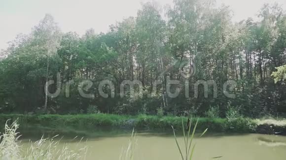 夏日的森林湖泊景观鲜花与蓝天视频的预览图