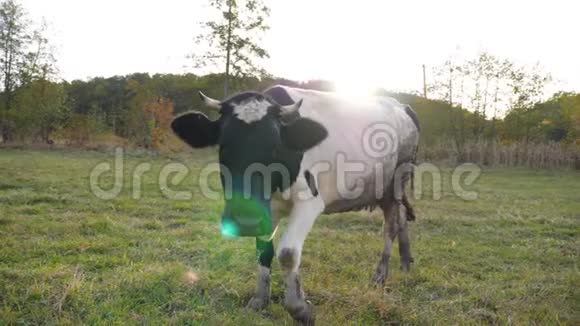 好奇的奶牛看着摄像机嗅着它可爱友好的动物在草地上放牧表现出好奇心牛群视频的预览图