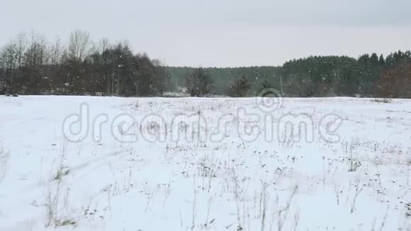 在美丽的灰色冬季景观上下雪视频的预览图