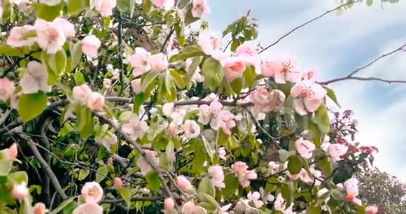 春天的树开着粉红色的花枝上开着杏花风动着蓝天上开着每天的花视频的预览图