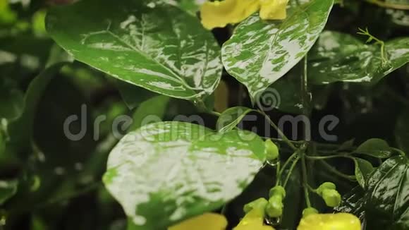 黄花淋在雨中视频的预览图