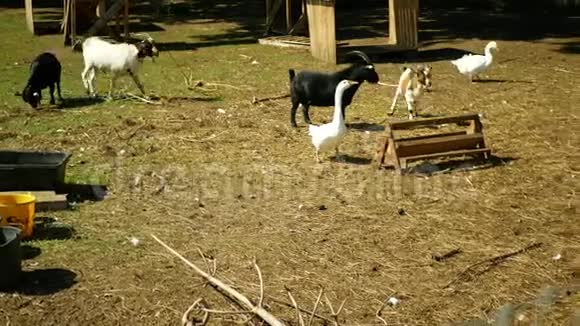 家养山羊的非洲侏儒养殖生物有机生态农场山羊被用来放牧鹅视频的预览图